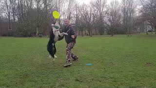 Discdog-Trickshots with Flash the Border-Collie 2 jears