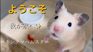 キンクマハムスターが我が家に来てくれました〜✨