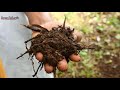 the aranya story turning barren land into a food forest using permaculture