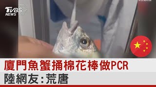 廈門魚蟹捅棉花棒做PCR 陸網友:荒唐｜TVBS新聞