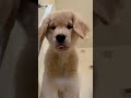 엉뚱하고 깨발랄한 꼬물꼬물 아기 리트리버 🐾🐕 shorts 골댕이 강아지 pets animals goldenretriever