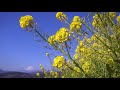 【天空の菜の花】菜の花ウォッチング　吾妻山公園の早咲き菜の花と富士山（吾妻神社・浅間神社）1月　rape blossoms　神奈川県中郡二宮町