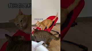 我回你秒回，你回我轮回！#家有橘猫 #中华田园猫