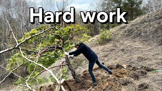 I did it! I transplanted a pine from a deep ravine to my plot.