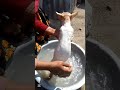 শীতের শেষে আমি আমার বিড়ালকে গোসল করালাম। funnucats viralvideo catlover