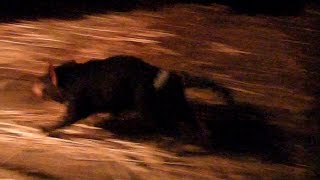 走るタスマニアデビル（多摩動物公園サマーナイト）Tasmanian devil Run　Summer Night Zoo