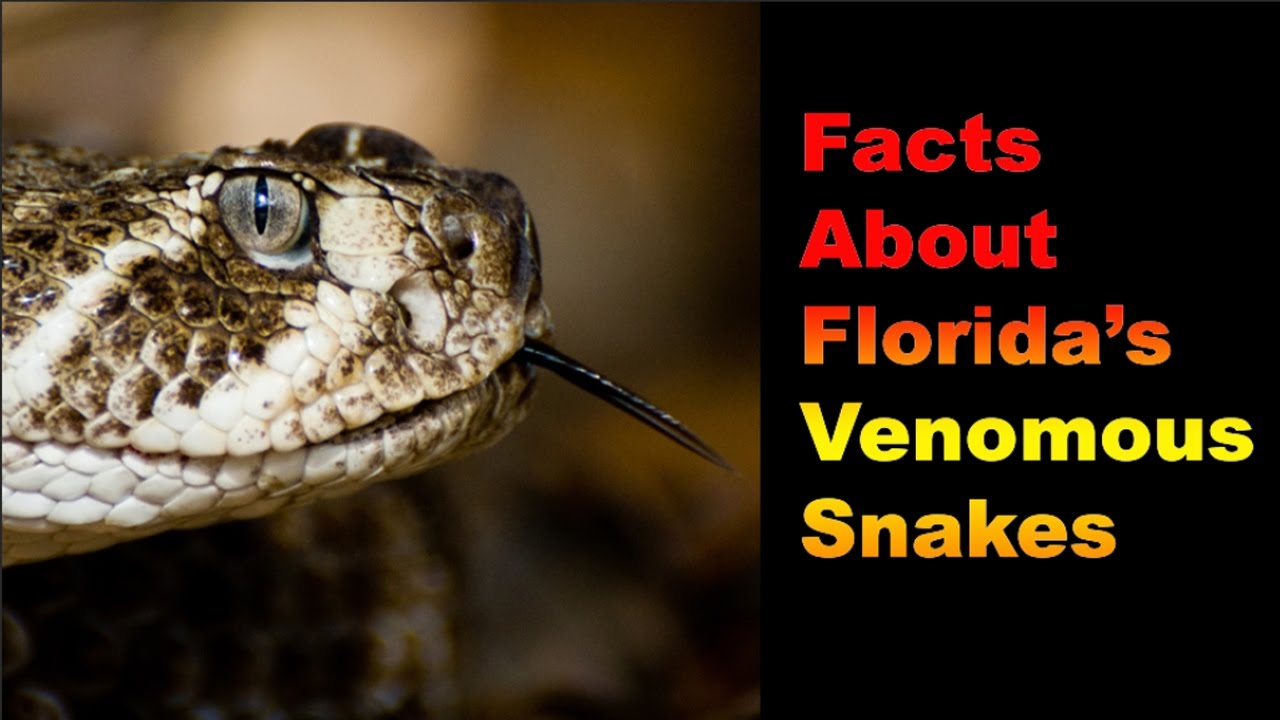 Facts About Florida's Venomous Snakes - YouTube