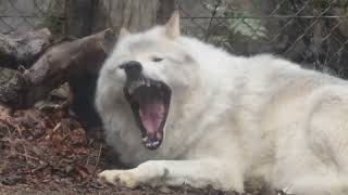 とくしま動物園に行って来た☺シンリンオオカミゆうき