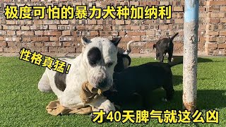 极度可怕的暴力犬种加纳利，才40天脾气就这么凶，看完你还敢养吗