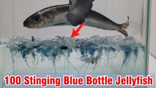 100 Blue Bottle Jellyfish v.s Fish