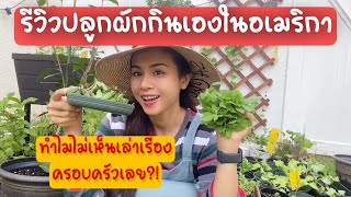 ปลูกผักในอเมริกา ผักไทยหลายชนิด เก็บกะเพรา | ไม่เห็นเล่าชีวิตครอบครัวเลย