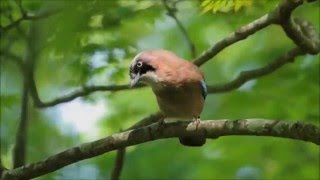 金剛山のカケス 2016：橿鳥・懸巣・鵥：Garrulus glandarius－奈良県金剛山－2016 05 14