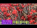 마황(중마황)_에페드린 함유한 특이한 겉씨식물@biodiversity_Korea