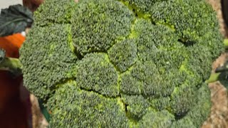 Broccoli Tikki 🥦😋 Healthy recipe 😋🤗 yummy tikki 🫠😍😋and it's very easy to make.🫶👏