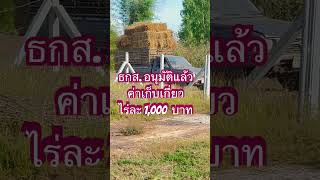 #ธกส.อนุมัติแล้ว ไร่ล่ะ 1,000 บาท #ข่าวดี #อนุมัติไว #ดีใจ #1000 #เกษตรกร #ชาวนา