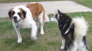 Siberian Husky and St. Bernard Oakley and Sunshine Meet!