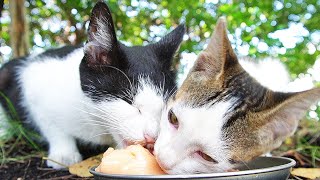 Kittens and mothers eat delicious food