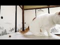 クルミで遊ぶしろ cat playing　2017 1 170310