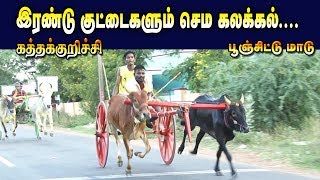 கத்தக்குரிச்சி பந்தயம் பூஞ்சிட்டு மாடு  -08.09.2018