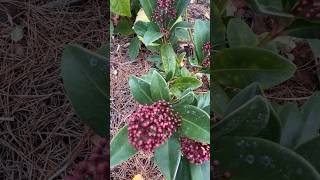 СКІММІЯ ЯПОНСЬКА “RUBELLA” ВОСЕНИ #скіммія #skimmia #landscapedesign #ландшафтнийдизайн