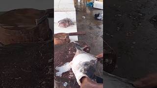 Wow !! Rohu Fish Cutting Expert🎣🎣🎣🎣🎣🎣🎣🎣🙂🙂🙂🙂🙂🙂🙂💯💯💯💯💯💯💯