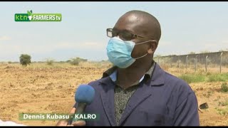 Training on Pasture and Fodder management practices - KALRO Dennis Kubasu