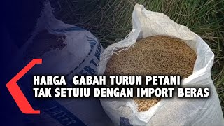 Harga  Gabah Turun Petani Tak Setuju Dengan Import Beras