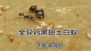 【精彩高清斗蚁】全异大战黑翅土白蚁