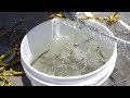 FIshing San Diego Bay with LIVE BAIT! -- Do We Succeed?