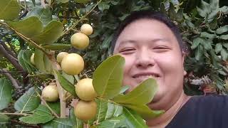 ផ្លែមានធម្មជាតិ មានខ្មែរ Natural fruits are Khmer