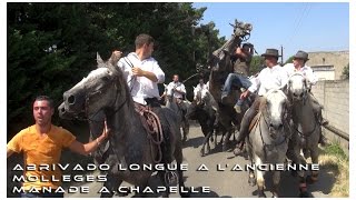 Abrivado Longue à l'Ancienne Mollégès 19-07-2015