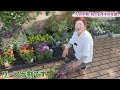 【10月中旬に買うべき宿根草と一年草】秋の花が続々入荷！寄せ植えやハンギングと秋のガーデニングを満喫しよう【園芸】【ガーデニング】