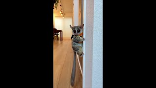 Playful Bush Baby Jumping Around Then Hopping on His Mom’s Shoulder