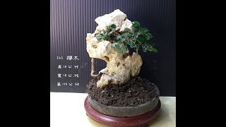 寶悅 小品盆栽 I43 櫸木 附石