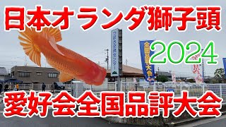 これは勉強になる教材。2024年日本オランダ愛好会全国品評会【金魚品評会】