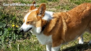 Goro sneezes / クシャミをするゴローさん 20150228 Goro@Welsh corgi コーギー dog