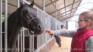 Uniek and the others learn tricks from Elianne😍 Braid Reintje's mane again!😩 Friesian Horses