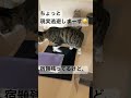 宿題残ってるけど、、現実逃避しまーすっ😆 cat babyanimal 猫のいる暮らし babycat ねこ 保護猫 protection じゃれる