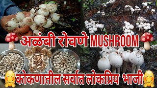 रानात भेटली अळंबी / रोवणे 🍄|| जंगलातुन शोधून काढली अळंबी 🍄|| Finding Natural Mushroom 🍄|| शृंगारपूर🤗