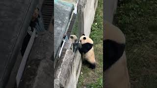 🐼渝爱来监督奶爸擦玻璃 #panda #animal 【跟着图尔去旅行】