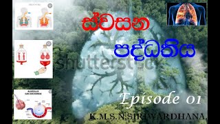 මිනිසාගේ ස්වසන ක්‍රියාවලිය| Process of respiration| Episode 1| 11 ශ්‍රේණිය