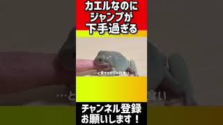 カエルなのにジャンプが下手すぎるとこうなりますwww