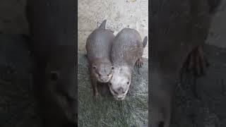 Two Palls hanging out #otter #animals #otterlove #cute