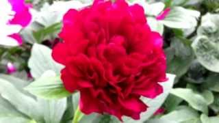 Peony Old Faithful - www.peonyshop.com