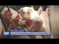 The Environmental Impact of Hog Farms