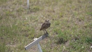 $900K for owls in Cape Coral, see how you can cash in