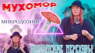 Мухоморный микродозинг. Шаманские тайны.Личный опыт.