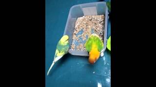 ボタンインコ「メイ」意地悪する２