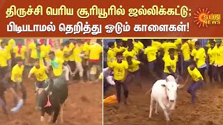 திருச்சி பெரிய சூரியூரில் ஜல்லிக்கட்டு; பிடிபடாமல் தெறித்து ஓடும் காளைகள்! | Jallikattu 2022