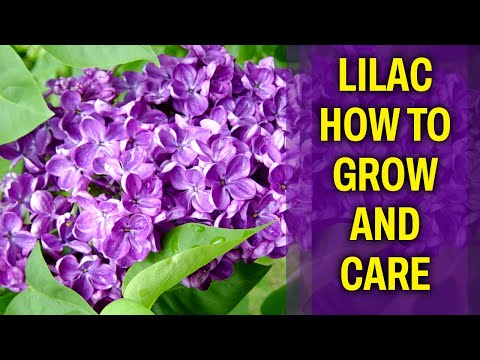 Is a lilac leaf simple or compound?